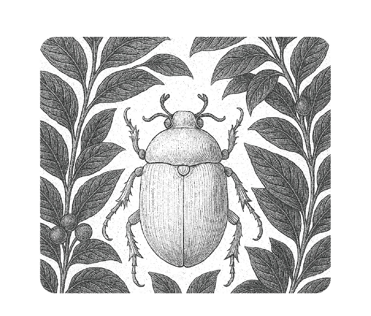 MOONGS SIGNATURE SELECTION - EUGENIOIDES